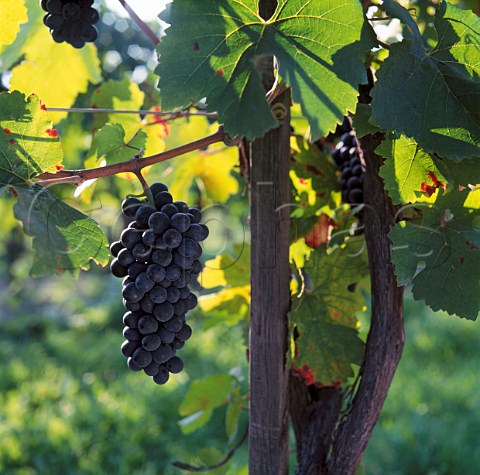 StLaurent grapes Austria