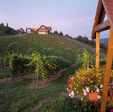 Vineyards at Sulztal an der Weinstrasse Austria   Sdsteiermark