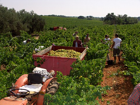 Harvesting near StChristol Hrault France    Coteaux du Languedoc StChristol
