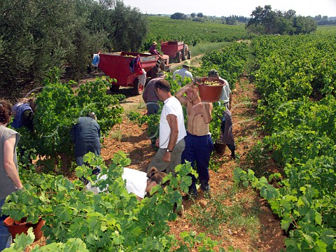 Harvesting near StChristol Hrault France    Coteaux du Languedoc StChristol