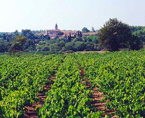 Vineyards at StDrzry Hrault France   Coteaux du Languedoc StDrzry