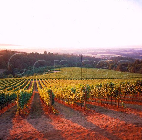 Vineyards of Domaine Serene Dayton Oregon     Willamette Valley