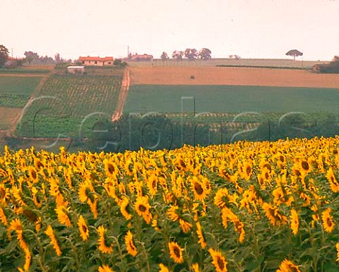 Sunflower field and vineyards near Cunac   Tarn France Ctes du Tarn