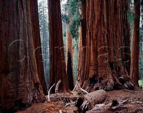 The Senate Grove of trees in Sequoia National Park   California