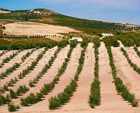 Young olive grove and vineyards Montilla   Andaluca Spain  MontillaMoriles