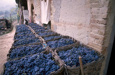 Baskets of harvested Barbera grapes   outside a winery Castelletto near   Monforte dAlba Piemonte Italy