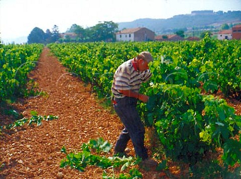 Removing excess shoots from vines   Recajo La Rioja Spain     Rioja Baja
