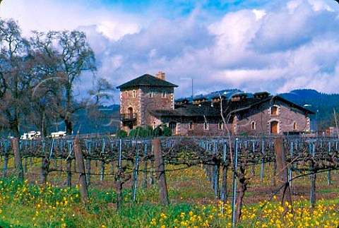 Mustard growing in vineyard by the V Sattui winery  St Helena Napa Valley California