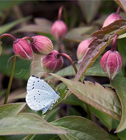 Female Holly Blue butterfly on clematis    Hurst Park West Molesey Surrey England
