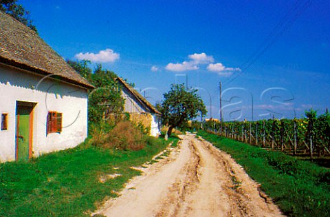 Presshouses near Sioagard Hungary   Szekszard