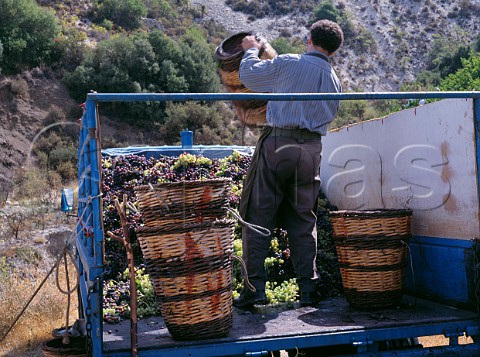 Loading trailer with grapes from pickers baskets  Algarve Portugal