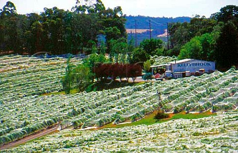 Vineyards covered with bird netting   Kellybrook Winery Yarra Valley   Victoria Australia