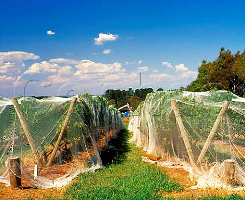Vineyards covered with antibird netting Stoniers   Victoria Australia  Mornington Peninsula