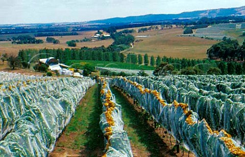 Vineyard with antibird netting and   winery beyond Tarrawarra Estate near   Yarra Glen Victoria Australia   Yarra Valley