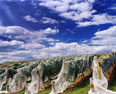 Vineyard with antibird netting Tarrawarra Estate   near Yarra Glen Victoria Australia Yarra Valley