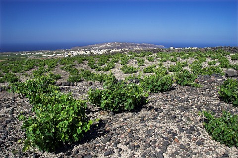 Vineyard on volcanic soil above village of   Megalochori Santorini Cyclades Islands Greece