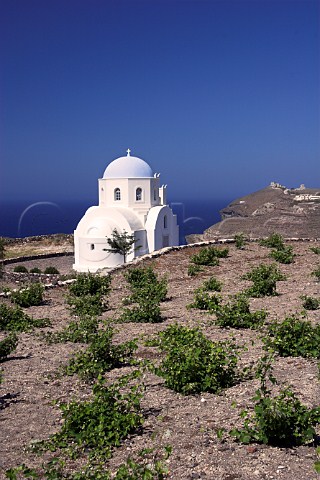 Vineyard on volcanic soil by Chapel of Saint Athena above Mesa Pigadia Bay Near Akrotiri Santorini Cyclades Islands Greece