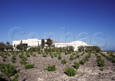 Vineyard by the Boutari Winery and visitor centre   Megalochori Santorini Cyclades Islands Greece