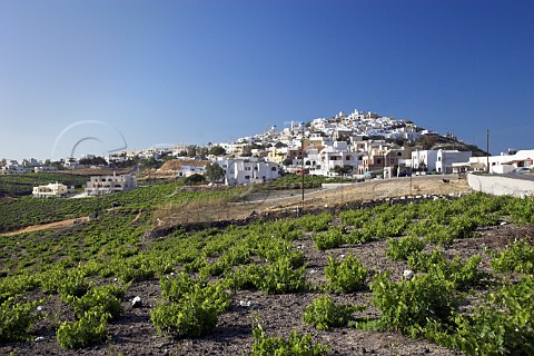 Vineyards at Pirgos Santorini Cyclades Islands   Greece