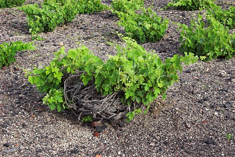 Vines trained in the traditional birds nest style   on volcanic soil in vineyard of Domaine Sigalas    Ia Santorini Cyclades Islands Greece
