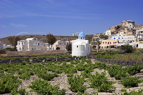 Church in vineyard at Akrotiri Santorini Cyclades   Islands Greece