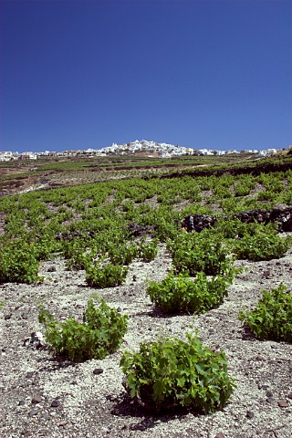 Vineyards on volcanic soil below the village of   Pirgos Santorini Cyclades Islands Greece