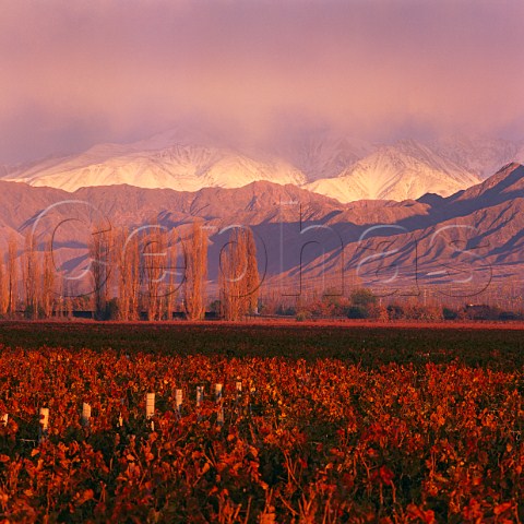 Sunrise on the autumnal Las Compuertas vineyard of   Cheval des Andes with the Andes beyond   Lujan de   Cuyo Mendoza Argentina