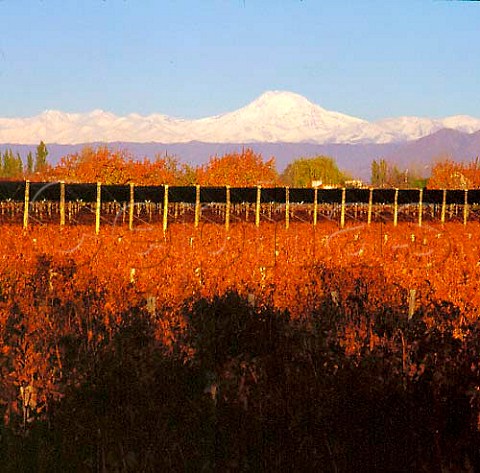 Malbec vines in Las Compuertas vineyard of   Bodega Terrazas with the Andes and Mount Tupungato   beyond Lujan de Cuyo Mendoza Argentina