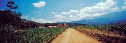 Ashanti Winery and vineyard Paarl   South Africa