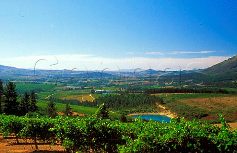 Stellenzicht vineyards on the slopes of   the Helderberg Stellenbosch South   Africa