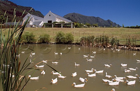 Ducks on the lake by the Steenberg  winery Constantia South Africa
