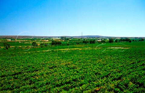 Vineyards at Vredendal   South Africa  Olifants River Valley