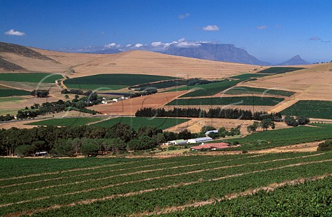 Vineyards at Bloemendal Durbanville   South Africa    Tygerberg