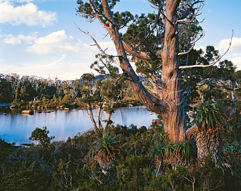 Pencil Pine by Twisted Tarn Mount Field National   Park Tasmania Australia