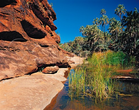 Palm Valley in Finke Gorge National Park Northern   Territory Australia