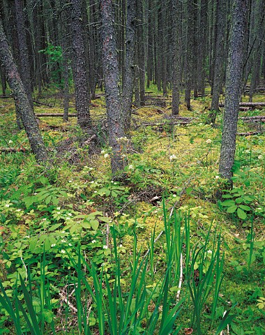 Black Spruce Forest in sphagnum bog Moose Lake   Boundary Waters Canoe Area Minnesota USA