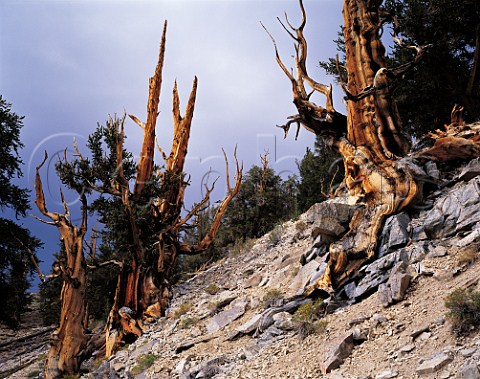 Great Basin Bristlecone Pines Pinus longaeva   Schulman Grove  Inyo National Forest   White Mountains California USA