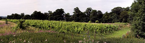 Madeleine Angevine vines at Leventhorpe Vineyard   Woodlesford within the city boundaries of Leeds    Yorkshire England