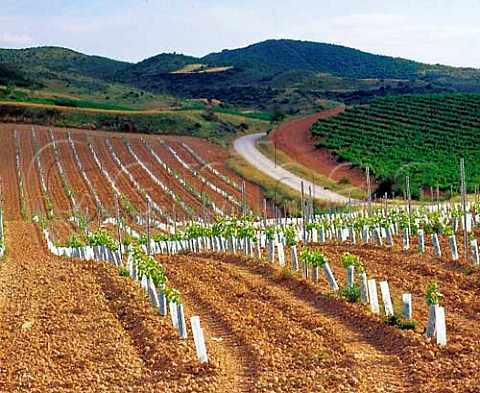 Young vines planted at Bodegas Nekeas Aorbe near   Puente la Reina Spain  Navarra