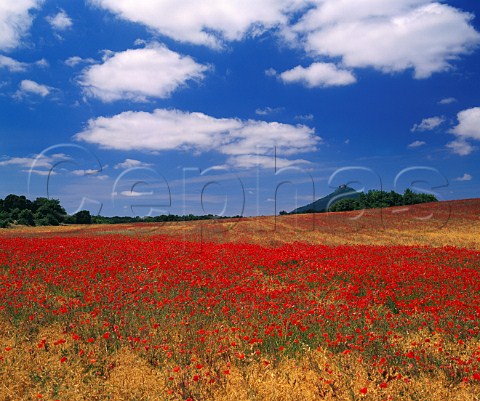 Poppy field at Ayegui near Estella Navarra Spain