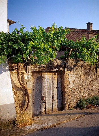 Grapevine growing over old wall in Ponzano Aragon  Spain  Somontano