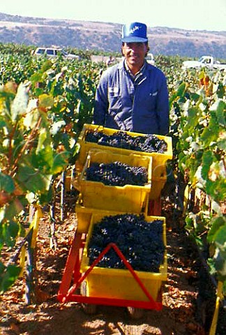 Harvesting Pinot Noir grapes at Byron   Vineyards Santa Barbara Co California   Santa Maria Valley AVA