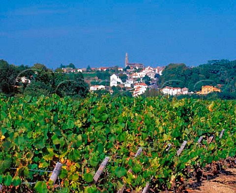 View over vineyards to village of   StFiacresurMaine LoireAtlantique France  Muscadet de SvreetMaine