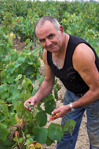 Guy Bossard of Domaine de lEcu picking Melon de   Bourgogne grapes in vineyard near Le Landreau   LoireAtlantique France  Muscadet de   SvreetMaine