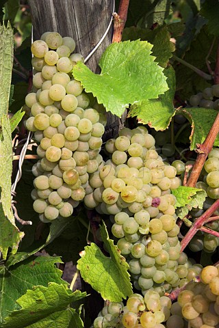 Bunches of Melon de Bourgogne grapes in vineyard of   Chteau du ClraySauvion Eolie near Vallet   LoireAtlantique France    Muscadet de   SvreetMaine