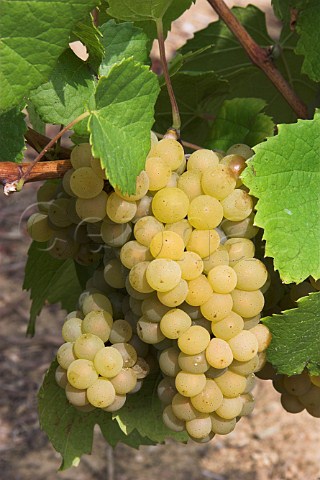 Bunches of Melon de Bourgogne grapes in vineyard of   Chteau du ClraySauvion Eolie near Vallet   LoireAtlantique France    Muscadet de   SvreetMaine