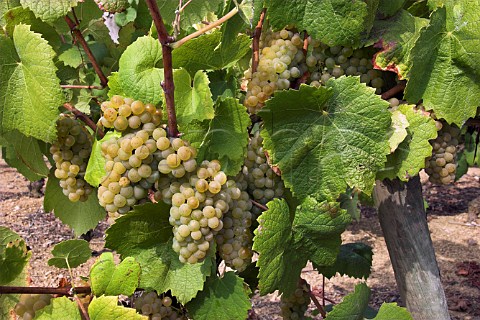 Bunches of Melon de Bourgogne grapes in vineyard of Chteau du ClraySauvion Eolie near Vallet LoireAtlantique France    Muscadet de SvreetMaine