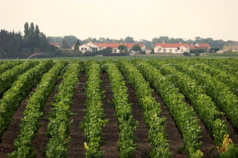 Vineyard of Chteau du ClraySauvion Eolie near   Vallet LoireAtlantique France   Muscadet de   SvreetMaine