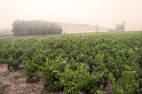 Vineyard and chais of Chteau du ClraySauvion in   the morning fog     Eolie near Vallet   LoireAtlantique France    Muscadet de   SvreetMaine
