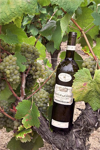 Bottle of wine with bunches of Melon de Bourgogne   grapes in vineyard of Chteau du ClraySauvion     Eolie near Vallet LoireAtlantique France       Muscadet de SvreetMaine sur Lie